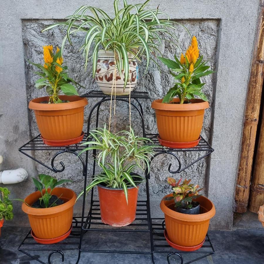 Alohi The Terrace Homestay Tezpur Buitenkant foto